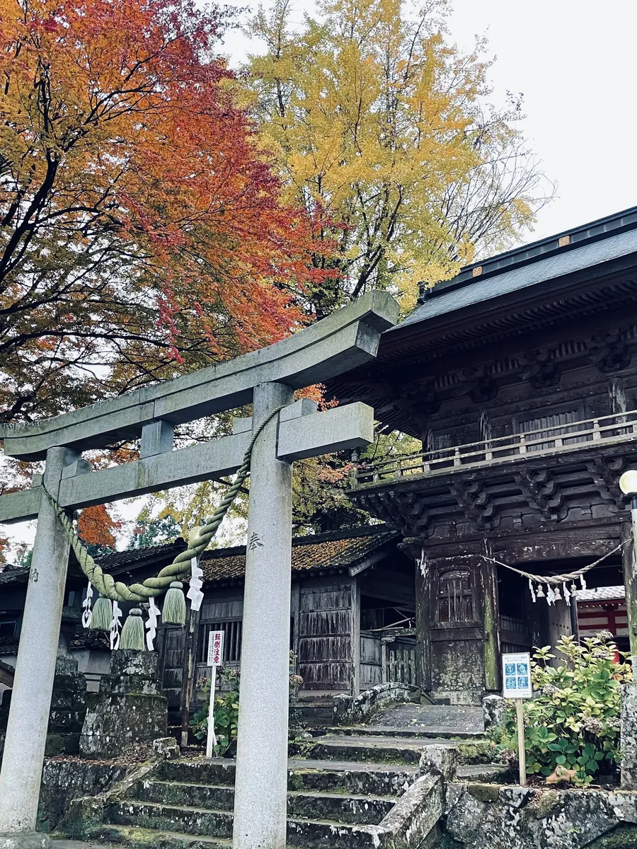 Torii gates with autumn leaves at a Japanese shrine