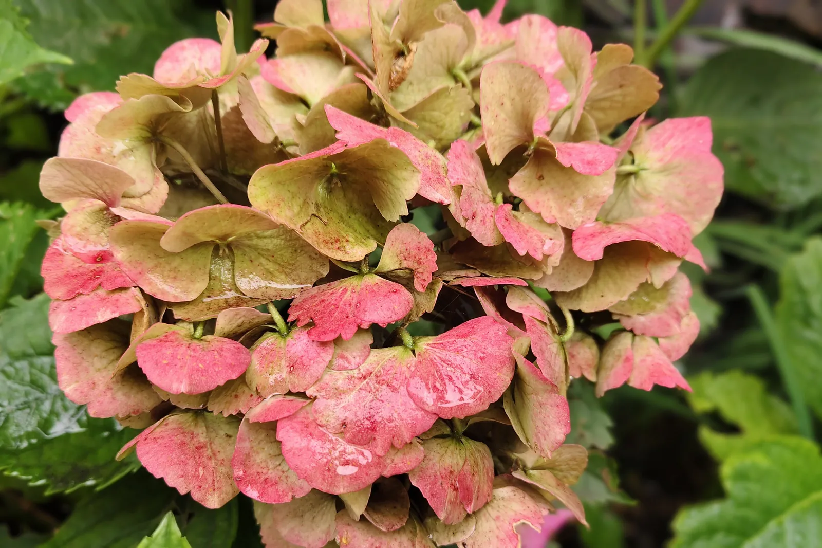 Blue hydrangea in the June rainy season