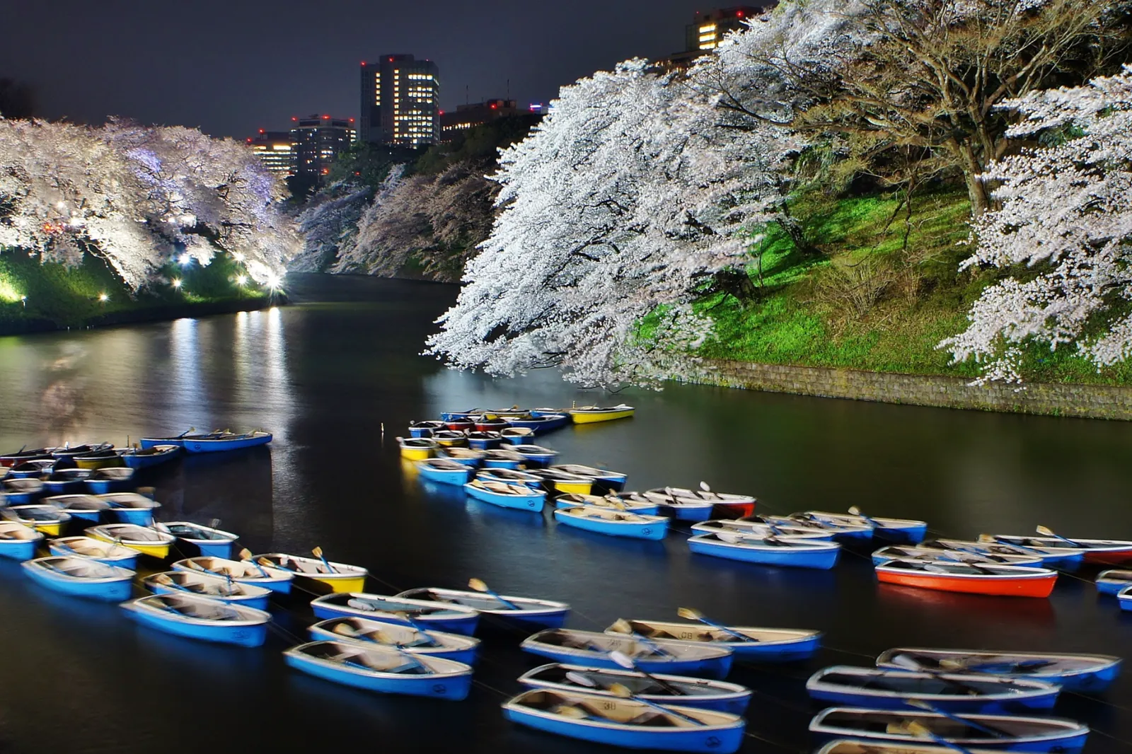 Cherry blossoms over the Chidorigafuchi moat, Tokyo