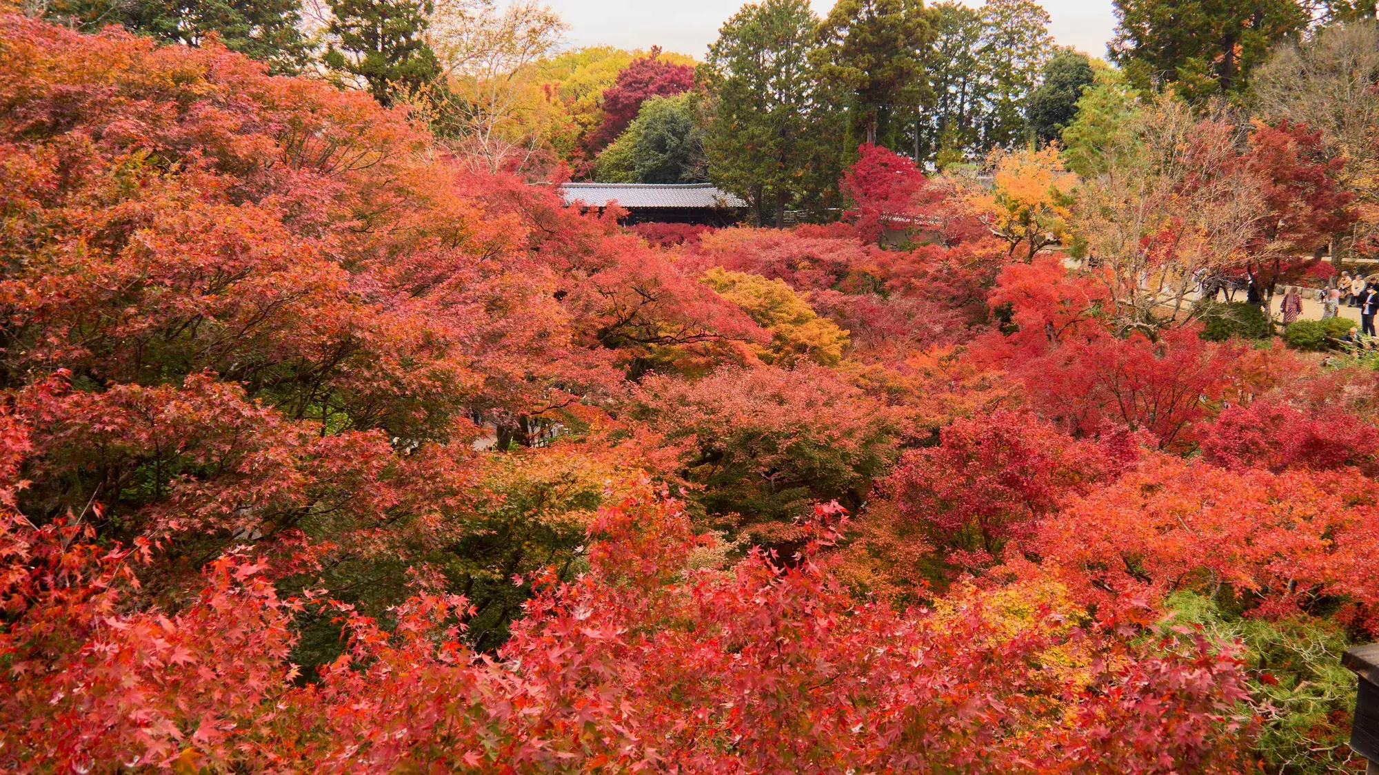 Autumn maple canopy over Tofukuji temple, Kyoto